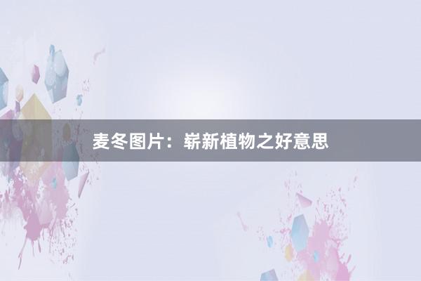 麦冬图片：崭新植物之好意思